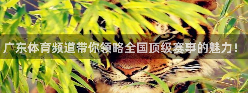 极速直播体育吧：广东体育频道带你领略全国顶级赛事的魅力！